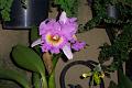 Flowers Fruts Vegetable